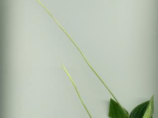 Img.VTax2803.ExN.Img7
