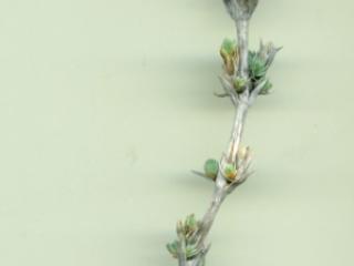 Img.VTax2809.ExN.Img2