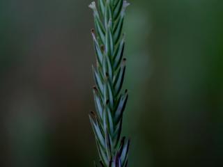 Img.VTax2810.ExN.Img1
