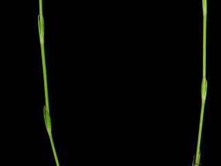 Img.VTax2810.ExN.Img2