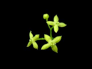 Img.VTax2855.ExN.Img11