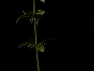 Img.VTax2855.ExN.Img4