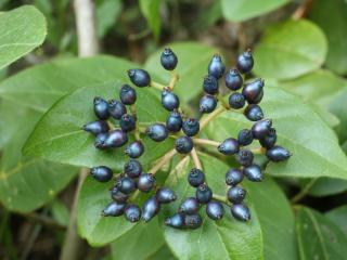 Img.VTax2866.ExN.Img30