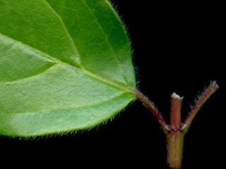 Img.VTax2866.ExN.Img9