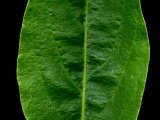 Img.VTax2872.ExN.Img3