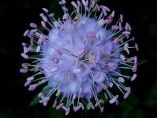 Img.VTax2909.ExN.Img12