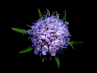 Img.VTax2909.ExN.Img13