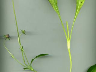Img.VTax2909.ExN.Img14