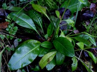 Img.VTax2909.ExN.Img16
