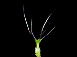 Img.VTax2921.ExN.Img10