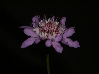 Img.VTax2921.ExN.Img17