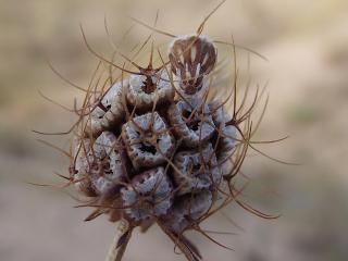 Img.VTax2921.ExN.Img8