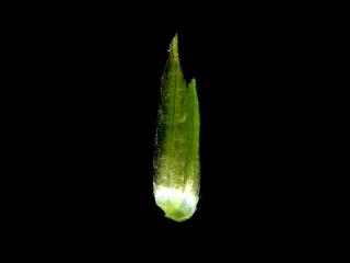 Img.VTax2983.ExN.Img11