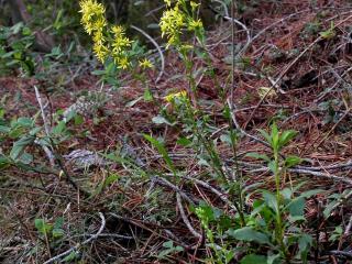 Img.VTax2983.ExN.Img6