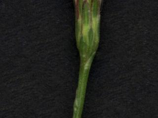 Img.VTax2991.ExN.Img7