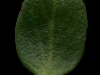 Img.VTax301.ExN.Img3