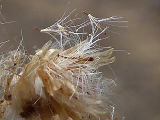 Img.VTax3025.ExN.Img4