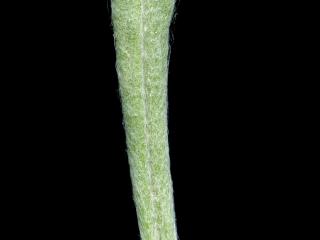 Img.VTax3025.ExN.Img7