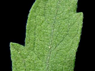 Img.VTax3073.ExN.Img9