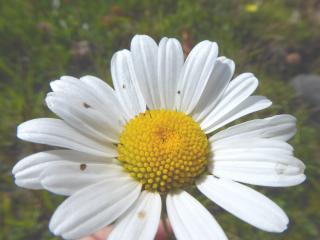 Img.VTax3124.ExN.Img2