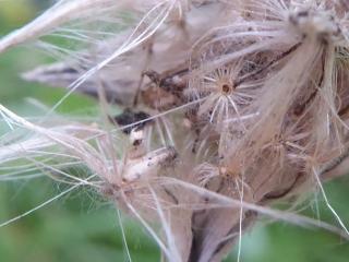 Img.VTax3228.ExN.Img8