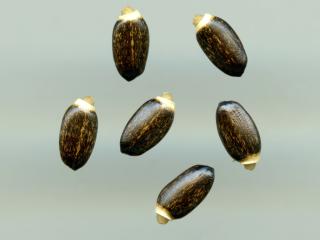 Img.VTax3242.ExN.Img13
