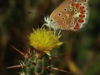 Img.VTax3277.ExN.Img6