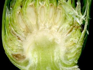 Img.VTax3293.ExN.Img9