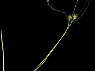 Img.VTax3300.ExN.Img5