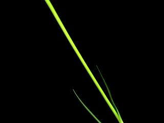 Img.VTax3337.ExN.Img8