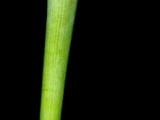 Img.VTax3337.ExN.Img9