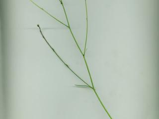 Img.VTax3364.ExN.Img2