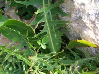Img.VTax3364.ExN.Img6