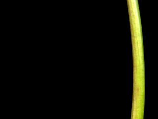 Img.VTax3372.ExN.Img8