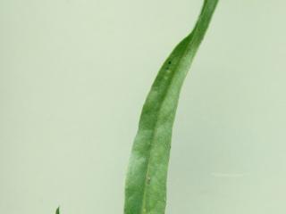 Img.VTax3391.ExN.Img7