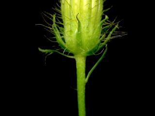 Img.VTax3391.ExN.Img9