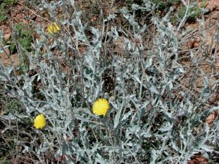 Img.VTax3402.ExN.Img1