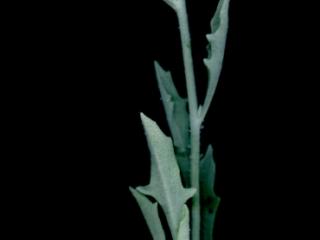 Img.VTax3402.ExN.Img10