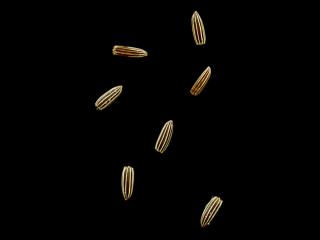 Img.VTax3403.ExN.Img8