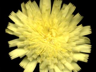 Img.VTax3403.ExN.Img9