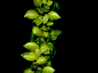 Img.VTax3485.ExN.Img12