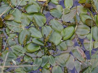 Img.VTax3485.ExN.Img5