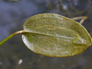 Img.VTax3485.ExN.Img6
