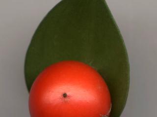 Img.VTax3599.ExN.Img7