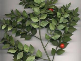 Img.VTax3599.ExN.Img8