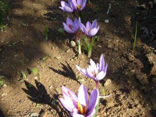 Img.VTax3636.ExN.Img13