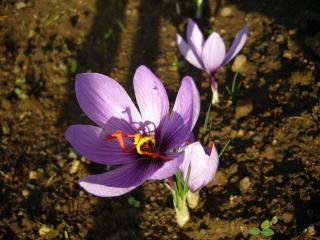 Img.VTax3636.ExN.Img6