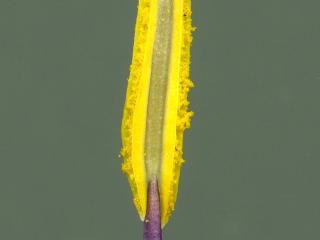 Img.VTax3636.ExN.Img9