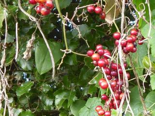 Img.VTax3646.ExN.Img6
