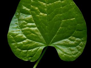 Img.VTax3647.ExN.Img10